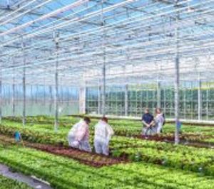 Basf amplía su catálogo de lechuga y espinacas con novedades y nuevos conceptos