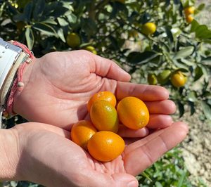 Campojoyma comienza a exportar kumquat bio