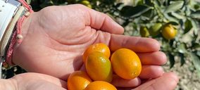 Campojoyma comienza a exportar kumquat bio