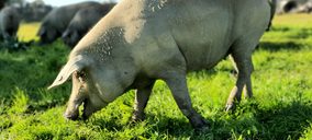 La montanera de ibérico se reduce un 6,9% a causa de la pandemia