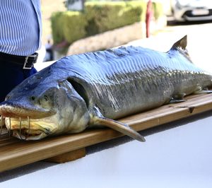 Caviar Riofrío invierte para consolidar la producción del esturión Beluga