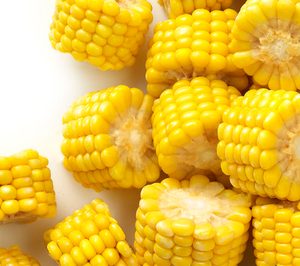 Ardo Benimodo consolida su gran salto en producción e inicia el proyecto de nuevo frigorífico