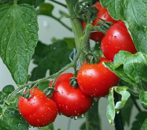 Un productor almeriense de tomate acaba en concurso