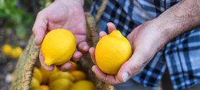 El limón lidera la superficie nacional dedicada al cultivo de cítricos ecológicos