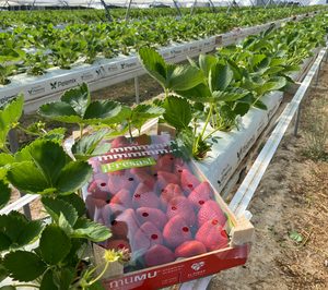 Una nueva marca irrumpe en el mercado nacional de berries de verano