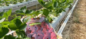 Una nueva marca irrumpe en el mercado nacional de berries de verano