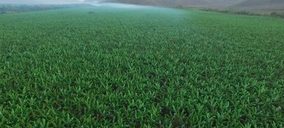 Label Investments adquiere la productora y comercializadora de banano orgánico Tropical Organic Growers