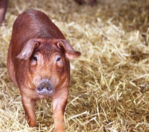 Copese lanza la red colaborativa ganadera Copese&Co