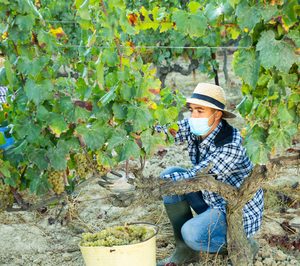 Las exportaciones de vinos españoles recuperan dinamismo