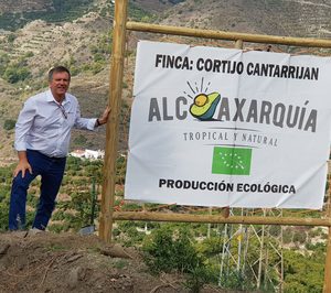 Junto al aguacate, los cítricos se hacen un hueco en las inversiones de Alcoaxarquía