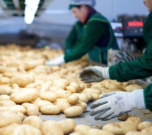 Coop. Virgen del Rocío invierte en el cultivo de boniato