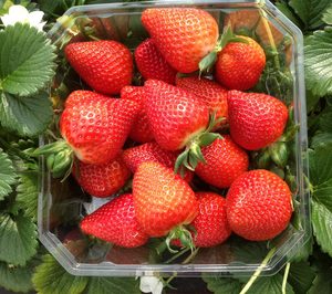 El Pinar comercializará más de 200 M de plantas durante la actual campaña de fresa