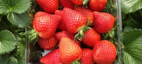 El Pinar comercializará más de 200 M de plantas durante la actual campaña de fresa