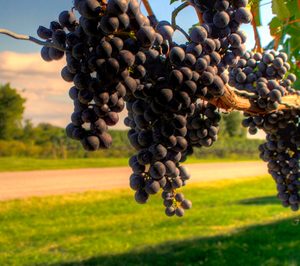 El consumo de vino en España muestra signos de recuperación