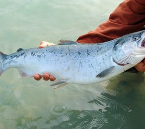 Arranca la granja de salmones de Norcantabric con un presupuesto de más de 31 M