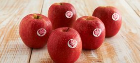 Pink Lady prevé una cosecha de calidad, con volúmenes ligeramente inferiores