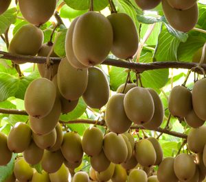 ¿Por qué hay kiwis ‘Zespri’ todo el año?