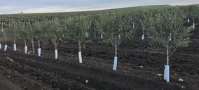 Algosur encara la fase final de construcción de su almazara y montará una planta de envasado