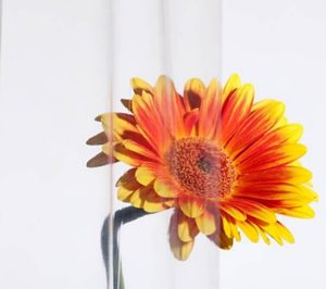 Repsol amplía su familia Reciclex