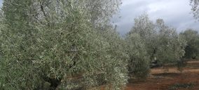 La aceitera Benalúa toma el relevo de Coperalia y abre su proyecto a otras provincias