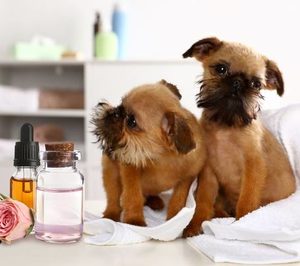 La Higiene para Mascotas goza de buena salud