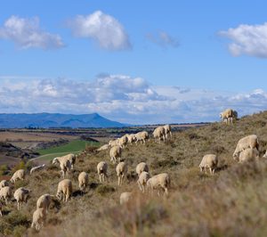 Ternasco de Aragón logra mantener la cabaña ganadera