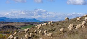 Ternasco de Aragón logra mantener la cabaña ganadera