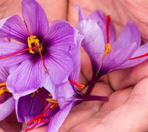 Triselecta prosigue su expansión y crece en todos los frentes