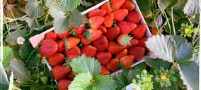 El Pinar, fuertes inversiones para responder a la creciente demanda de frutos rojos de verano