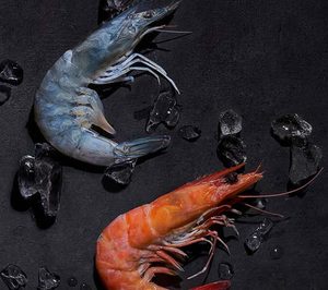 Noray Seafood capta 16 M para acelerar su expansión en langostino