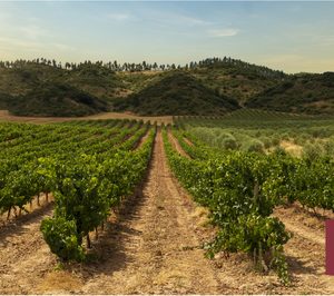 El consumo nacional y las exportaciones de vino logran cifras muy positivas en 2021