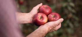 La nueva manzana ‘Cosmic Crisp’ debuta en el mercado europeo