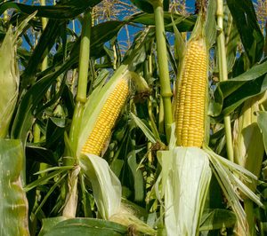 La alimentación animal se aferra a la esperanza del maíz americano ante la crisis ucraniana