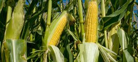 La alimentación animal se aferra a la esperanza del maíz americano ante la crisis ucraniana