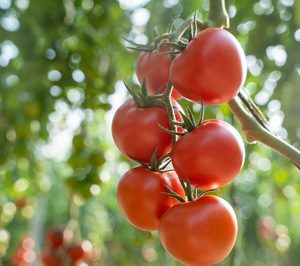 BASF irrumpe en el mercado de tomate rama con la nueva variedad Bacares F1