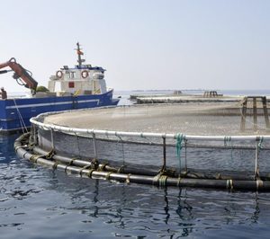 Una empresa de acuicultura de Alicante solicita concurso de acreedores