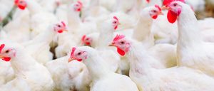 Informe 2022 del sector avícola en España