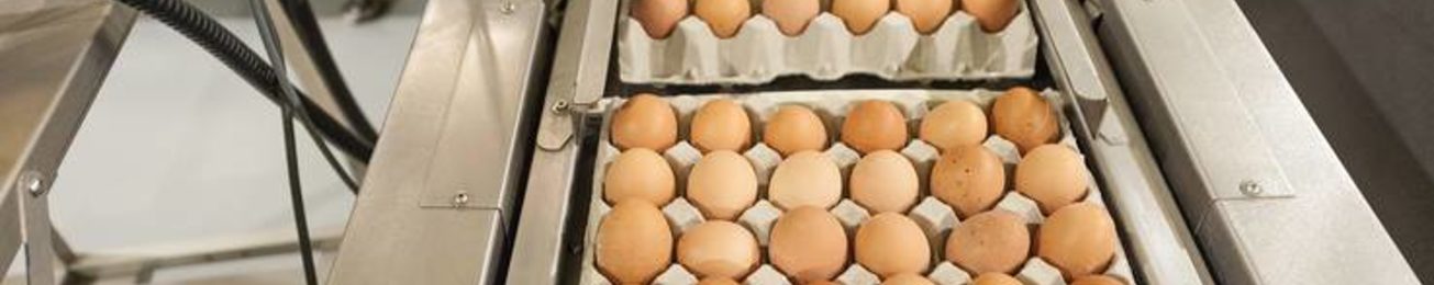 Informe 2022 del sector de Huevos en España