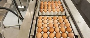 Informe 2022 del sector de Huevos en España