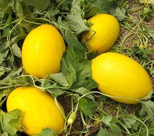 ‘Indurain’ y ‘Mojacar’, nuevas variedades de melón de Semillas Fitó