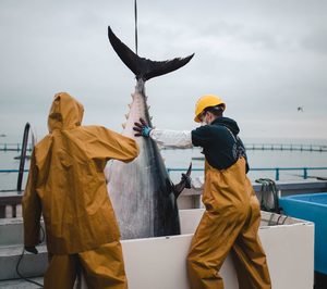 Balfegó logra la trazabilidad total del atún rojo, desde la captura hasta el consumo