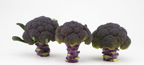 Sakata presenta el brócoli morado Purple Magic