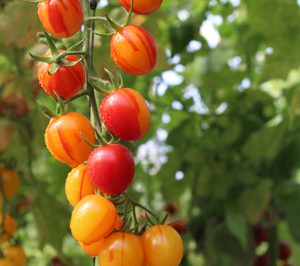 Ametller contará con una variedad de tomate exclusiva gracias a su participación en TipTopTomatoes