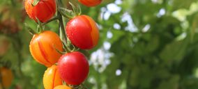 Ametller contará con una variedad de tomate exclusiva gracias a su participación en TipTopTomatoes