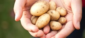 ¿Está incorporando el productor de patata nacional las propuestas agritech a sus procesos?