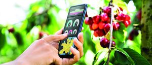 Altas resistencias, mejora genética y digitalización guían la innovación en el sector hortofrutícola