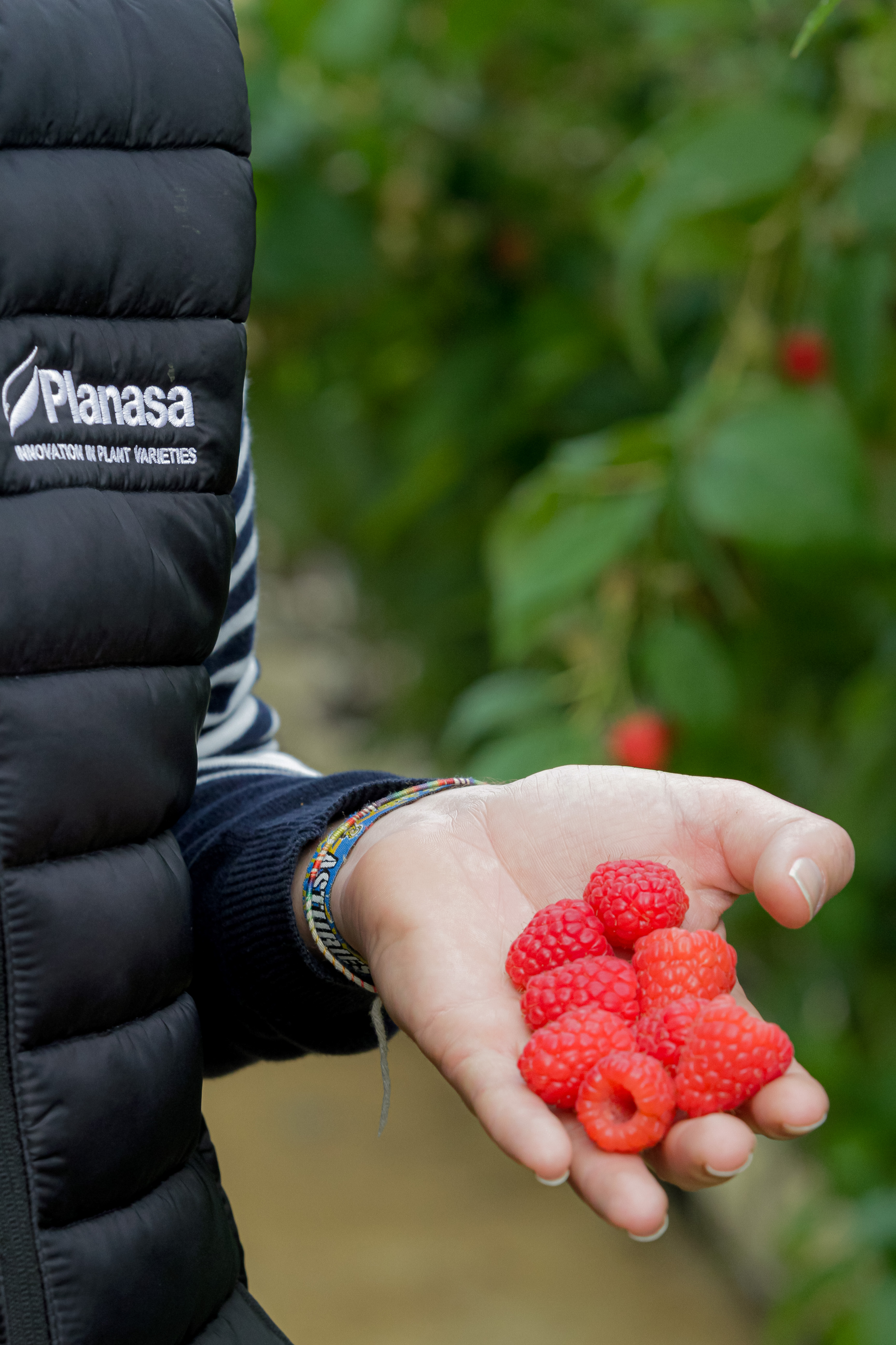 Planasa estrena variedades de frambuesa y crea una sociedad en Sudáfrica