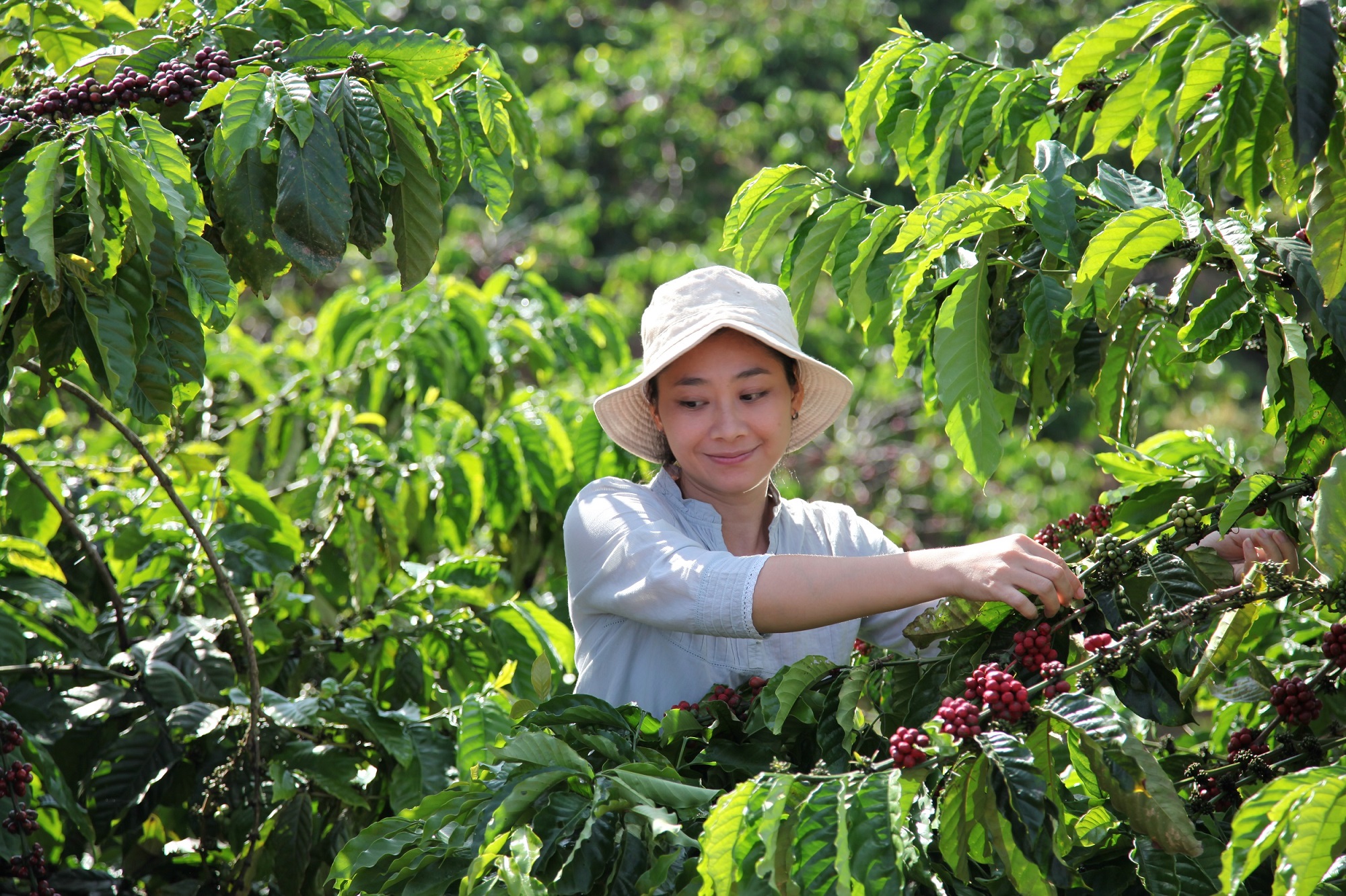 Nestlé sitúa la agricultura regenerativa como base de su programa “Nescafé 2030”