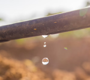 ¿Cómo ahorra la multinacional Foodiverse en el consumo de agua para ganar eficiencia y productividad?