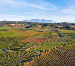 Maset amplía su proyecto vinícola con 40 ha adicionales en el Penedès y un nuevo centro logístico